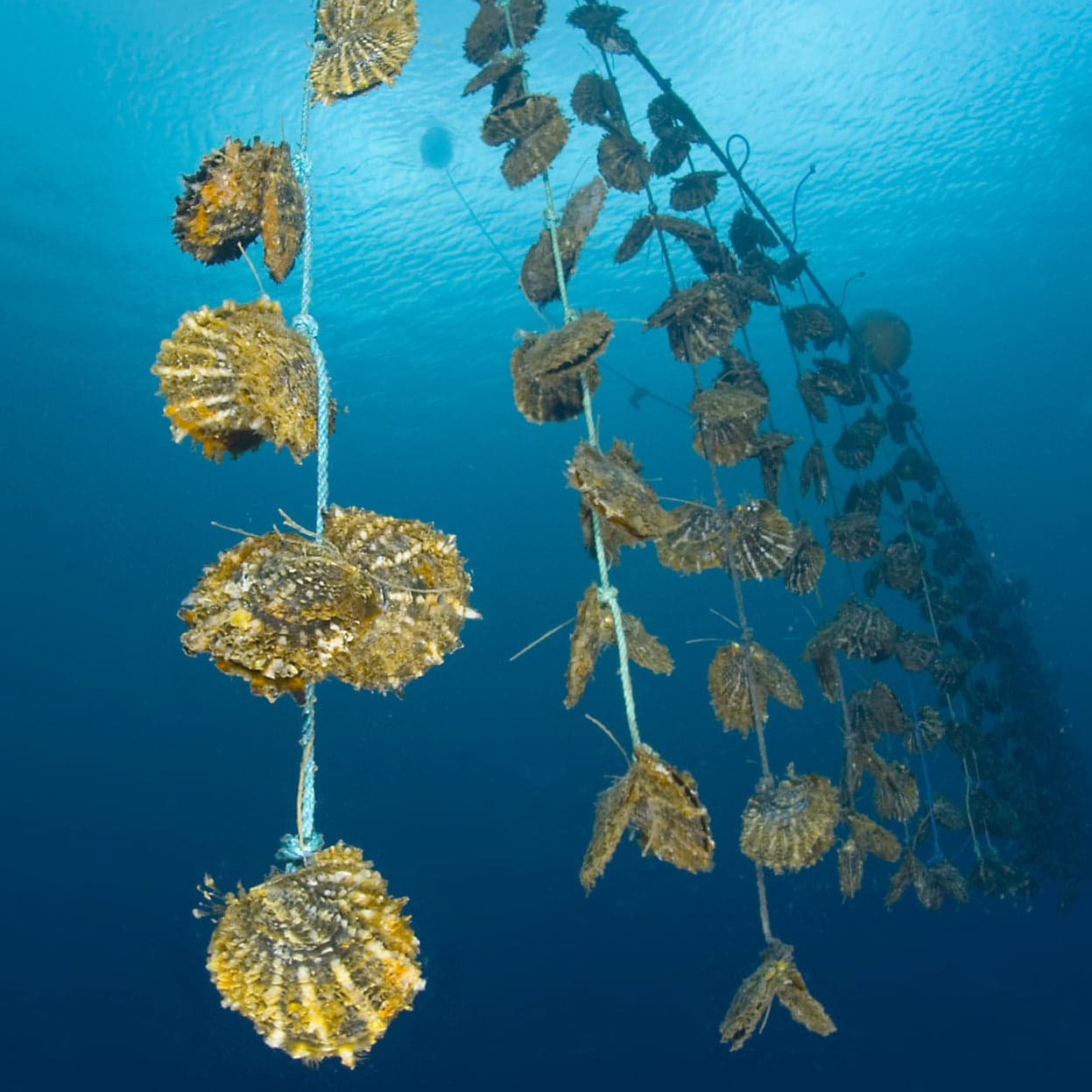 Pearls in the ocean